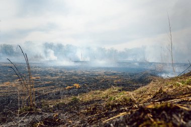 İtfaiyeciler büyük bir yangınla savaşıyor. Ekolojik felaket konsepti. Avustralya. Brezilya.