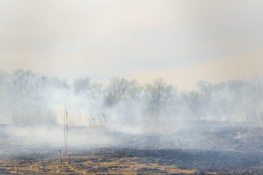 Kızgın orman bahar yangınları. Kuru otları yakıyor, göl boyunca kamış yakıyor. Çayırda çimler yanıyor. Ekolojik felaket. Ateş ve duman tüm yaşamı yok eder. İtfaiyeciler büyük yangını söndürür. Çok duman var.