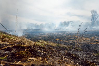 Kızgın orman bahar yangınları. Kuru otları yakıyor, göl boyunca kamış yakıyor. Çayırda çimler yanıyor. Ekolojik felaket. Ateş ve duman tüm yaşamı yok eder. İtfaiyeciler büyük yangını söndürür. Çok duman var.