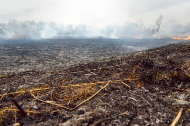 Kızgın orman bahar yangınları. Kuru otları yakıyor, göl boyunca kamış yakıyor. Çayırda çimler yanıyor. Ekolojik felaket. Ateş ve duman tüm yaşamı yok eder. İtfaiyeciler büyük yangını söndürür. Çok duman var.