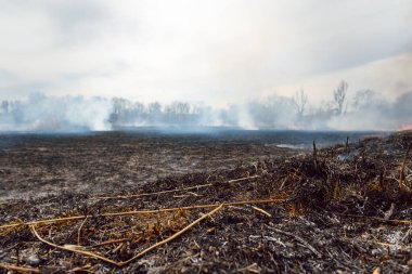 İtfaiyeciler büyük bir yangınla savaşıyor. Ekolojik felaket konsepti. Avustralya. Brezilya.