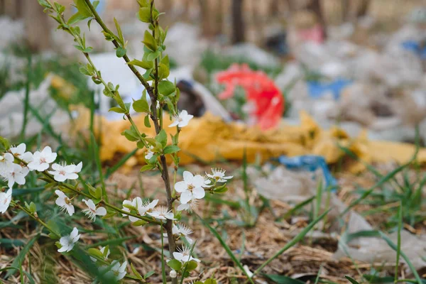 Contaminación Ecológica Naturaleza Bolsa Plástico Enredada Plantas Contra Telón Fondo — Foto de Stock