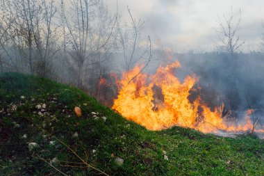 Vahşi ateş, orman yangını, yanan orman, alan yangını,