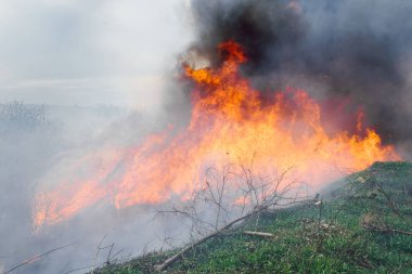 Parlak ve büyük ateş dilleriyle orman yangınında kurumuş çimenler yanar. Çevre kirliliği sorunu.