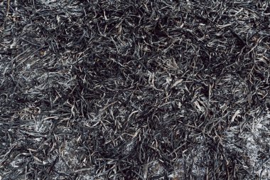 Yaz orman yangınının sonuçları. Bataklıkta yanmış siyah kamış, arka planda