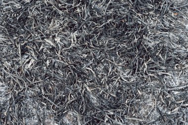 Arka plan ve yanmış çimlerin dokusu. Yanmış bitkilerin külleri yanmış topraklarda. Küresel ısınma tehdidi. Sıcak havanın sonucu olarak orman yanar..