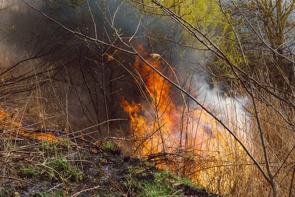 干草在森林大火中燃烧 发出明亮而又响亮的火舌 环境污染问题 — 图库照片