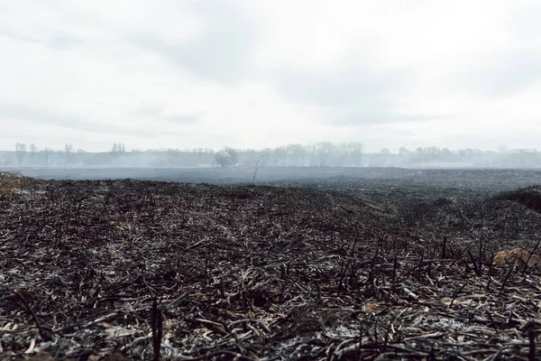 Consecuencias Del Incendio Forestal Verano Caña Negra Quemada Pantano Fondo — Foto de Stock