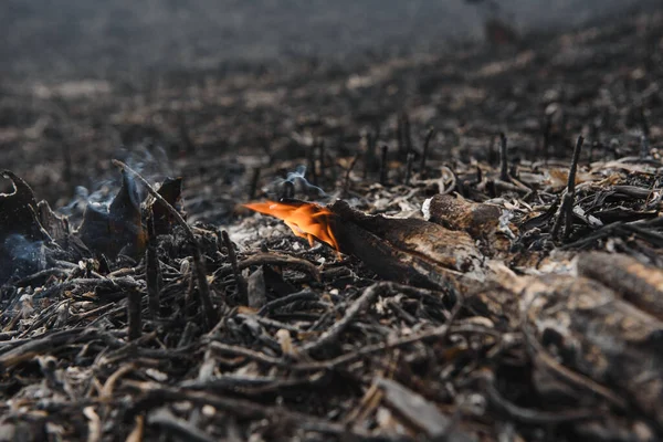 Isolated Closeup Naturally Monochromatic Ashes Burnt Yard Waste Pine Needles — Stock Photo, Image