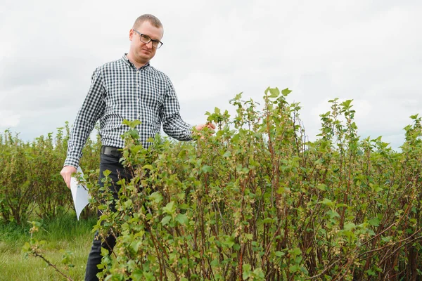 Jungbauer Inspiziert Johannisbeerfeld Das Konzept Des Obst Und Beerenanbaus — Stockfoto