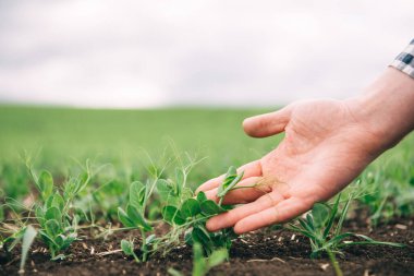 Çiftçi sebze bezelyelerinin gelişimini inceliyor. Çiftçi tarlada yeşil bezelyelerle ilgileniyor. Tarım kavramı. Çiftçi, tarımsal alanda taze bezelye filizlerini inceliyor..