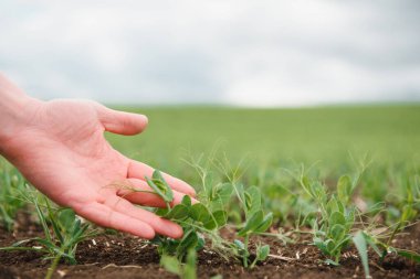 Çiftçi sebze bezelyelerinin gelişimini inceliyor. Çiftçi tarlada yeşil bezelyelerle ilgileniyor. Tarım kavramı. Çiftçi, tarımsal alanda taze bezelye filizlerini inceliyor..