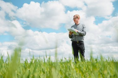 Bir tarım uzmanı tarladaki genç buğdayların olgunlaşma sürecini araştırıyor. Tarım sektörü konsepti. Çiftçi buğday tarlasında çalışır ve buğday filizlerinin kalitesini inceler..