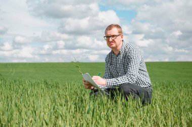 Genç bir tarım uzmanı buğday tarlasında çalışıyor. Sağlıklı gıda yetiştirme kavramı.