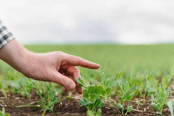 Farmer is studying the development of vegetable peas. Farmer is caring for green peas in field. The concept of agriculture. Farmer examines young pea shoots in a cultivated agricultural area.