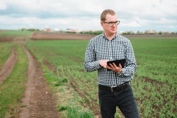 Farmer Inspects Chickpea Growth Walking Field Fresh Green Chickpeas Field — Stock Photo, Image