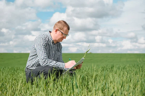 Agrónomo Investiga Proceso Maduración Del Trigo Joven Campo Concepto Negocio — Foto de Stock