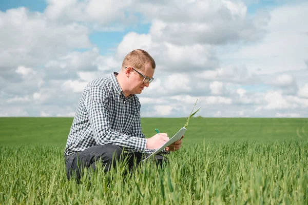 Young Farmer Wheat Field Young Wheat Spring Agriculture Concept Agronomist — Stock Photo, Image