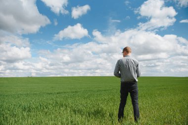 Rüzgarlı bir bahar gününde yeşil buğday tarlasında yürüyen çiftçi tahıl ekinlerini inceliyor.