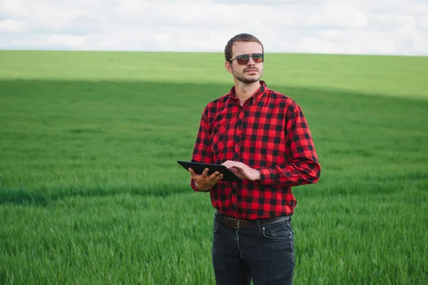 Agricultor Camisa Vermelha Verificada Usando Comprimido Campo Trigo Aplicando Tecnologia — Fotografia de Stock