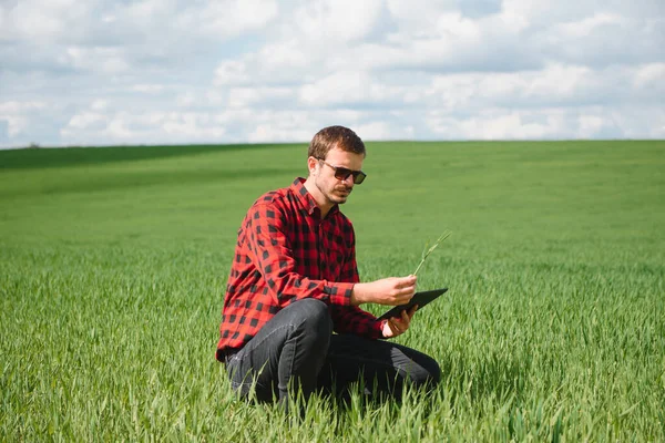 Kırmızı Gömlekli Çiftçi Buğday Tarlasında Tablet Kullanıyor Modern Teknoloji Uygulamaları — Stok fotoğraf