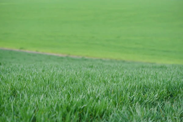 Achtergrond Van Jonge Groene Tarwe Het Voorjaar — Stockfoto