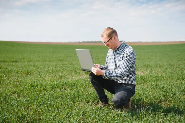 Старший Фермер Стоїть Молодому Пшеничному Полі Вивчаючи Урожай Дивлячись Ноутбук — стокове фото