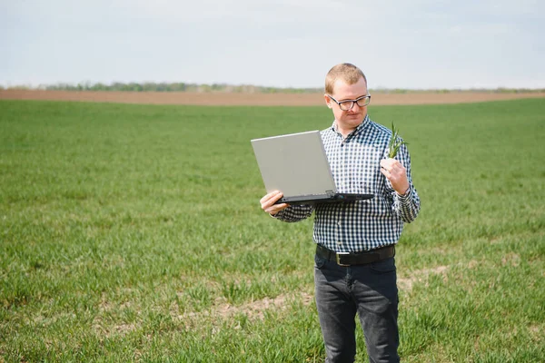 Фермер Ноутбуком Огляд Пшениці Полі — стокове фото
