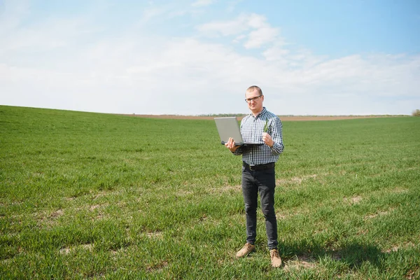 若い小麦畑に立って作物を調べてノートパソコンを見ている農家は — ストック写真