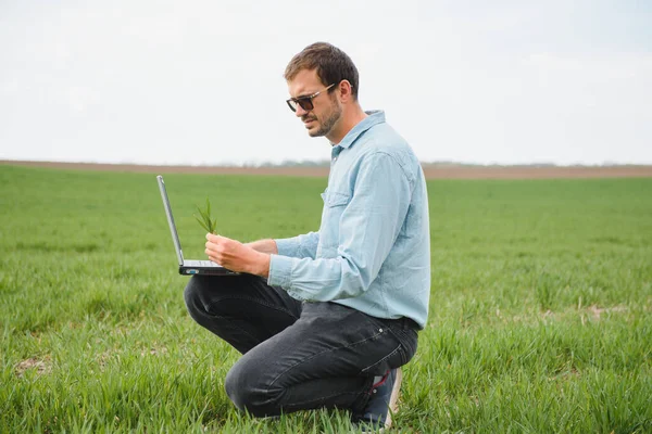 Fazendeiro Trabalhando Laptop Campo Agronomista Examina Trigo Inverno Broto Verde — Fotografia de Stock