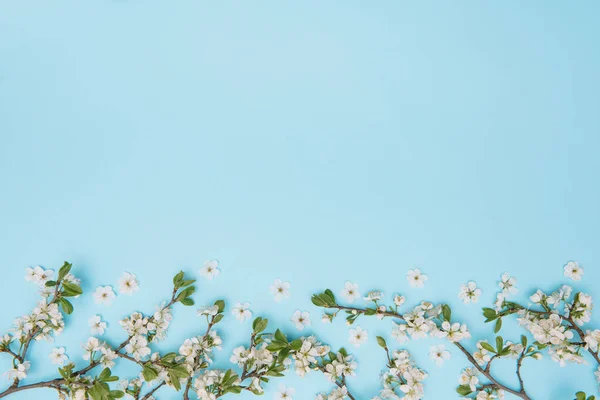 Flowers At Light Blue Background Blooming Garden Flowers Stock Photo