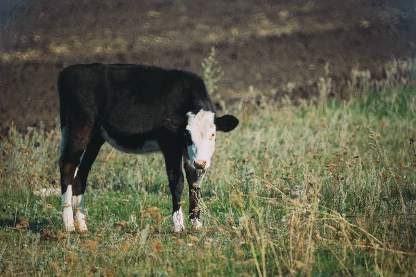 Zdjęcie czarnego cielęcia na zielonej letniej łące — Zdjęcie stockowe