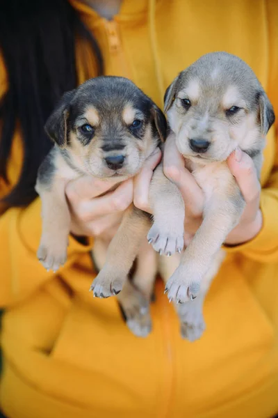 Koyu saçlı kız iki köpek yavrusu tutuyor. — Stok fotoğraf