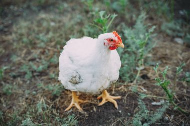 Beyaz gevşek tavuk çimlere açık