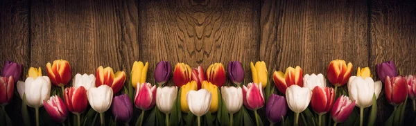 Tulipanes de primavera sobre fondo de madera —  Fotos de Stock