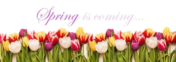 Spring flowers Tulips — Stock Photo, Image