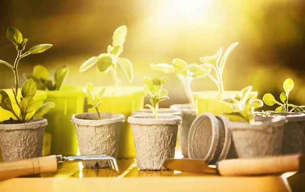Young plants in sunlight — Stock Photo, Image