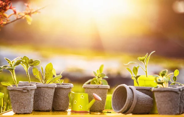 Jovens plantas à luz do sol — Fotografia de Stock