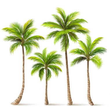 Palm Trees Set. Vector clipart