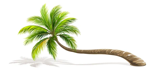 Palmera aislada. Vector — Vector de stock