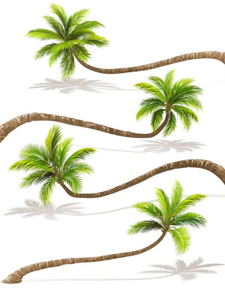 Palmbomen met schaduw. Vector — Stockvector