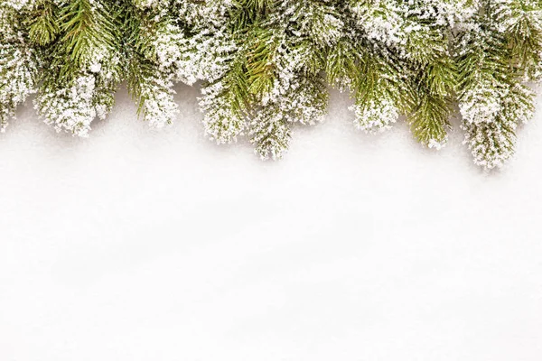 雪の fir 枝 — ストック写真