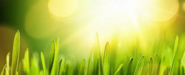 De natuurlijke achtergrond voorjaar met zon — Stockfoto