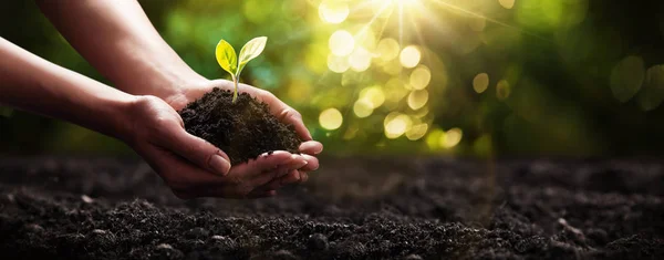 Plant in Hands. Ecology concept. Nature Background — Stock Photo, Image