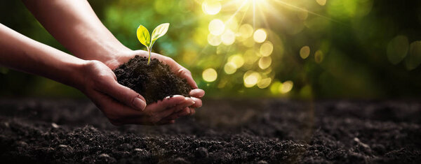 Plant in Hands. Ecology concept. Nature Background