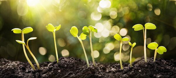 Growing Seeds on Natural Sunny Background