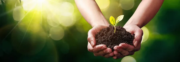 Pflanze in Händen. ökologisches Konzept — Stockfoto