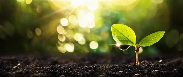 Planta joven a la luz del sol —  Fotos de Stock