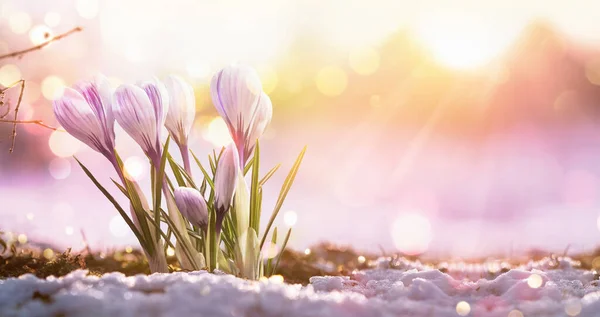 Flores de primavera na luz solar — Fotografia de Stock