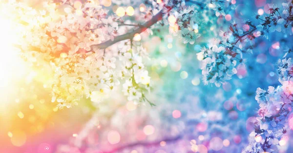 화창 한 날. 봄의 꽃. 아름다운 색깔의 배경. 봄철 — 스톡 사진